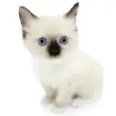 バーマン
