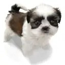 シーズー