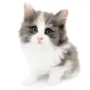 ノルウェージャンフォレストキャット