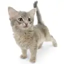 ソマリ