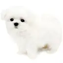 マルチーズ