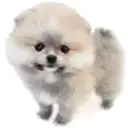 ポメラニアン