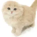 スコティッシュフォールド