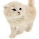 スコティッシュフォールド