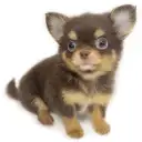 チワワ