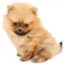 ポメラニアン