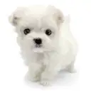 マルチーズ