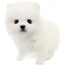 ポメラニアン