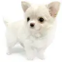 チワワ