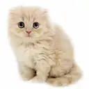 スコティッシュフォールド