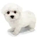ビションフリーゼ