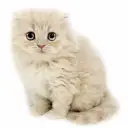 スコティッシュフォールド