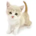 ブリティッシュショートヘア