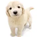 ゴールデンレトリバー