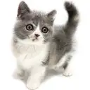 ブリティッシュショートヘア