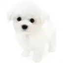 ビションフリーゼ