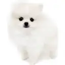 ポメラニアン