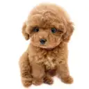 トイ・プードル