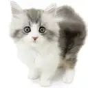 ラガマフィン