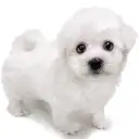ビションフリーゼ
