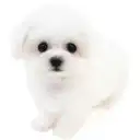 ビションフリーゼ