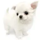 チワワ