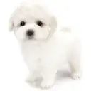 ビションフリーゼ
