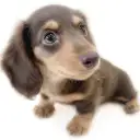 ミニチュア・ダックスフント