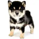 豆柴