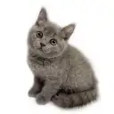 ブリティッシュショートヘア