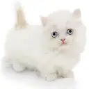 ミヌエット