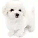 ビションフリーゼ