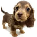 ミニチュア・ダックスフント