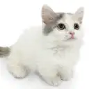 マンチカン