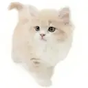 ラガマフィン