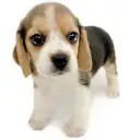 ビーグル