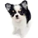 チワワ