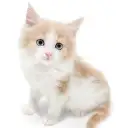 ノルウェージャンフォレストキャット