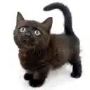 ミヌエット