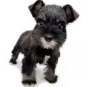 ミニチュア・シュナウザー
