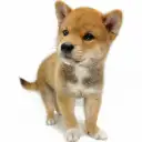柴犬