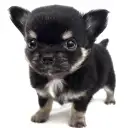 チワワ