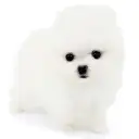 ポメラニアン