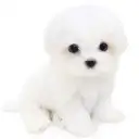 マルチーズ
