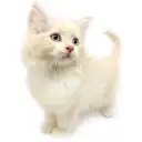 ノルウェージャンフォレストキャット