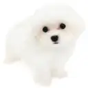 マルチーズ