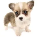ウェルシュコーギーペンブローク