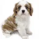 キャバリア・キングチャールズ・スパニエル