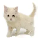 ノルウェージャンフォレストキャット