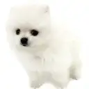 ポメラニアン